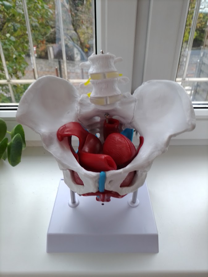 Beckenboden Anatomie